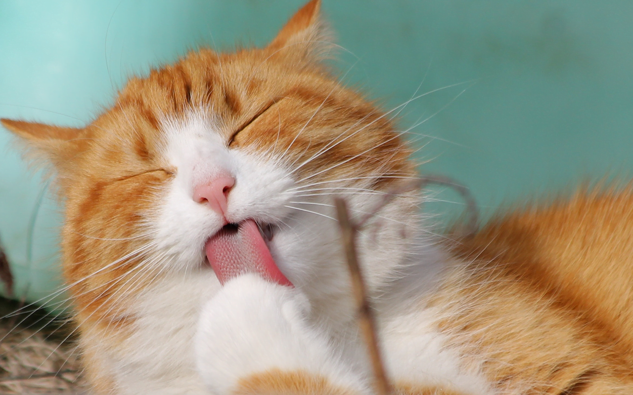 Tại sao mèo hay lè lưỡi và liếm môi một cách vô thức?