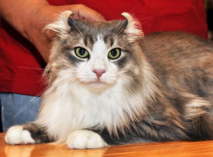 Mèo Mỹ Tai Xoắn - American Curl: Nguồn gốc, Đặc điểm, Cách nuôi và Giá