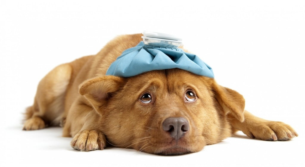 Các dấu hiệu chó bị stress, nguyên nhân, và cách điều trị
