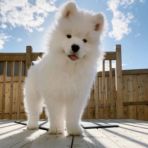 Thông Tin Giống Chó Samoyed: Thông Tin Và Giá Chó Samoyed 2023 - Chăm Sóc  Thú Cưng