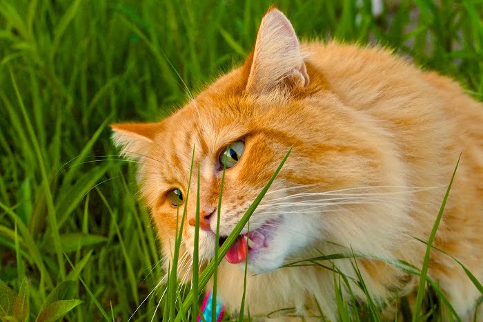 đa số mèo có sở thích ăn cỏ