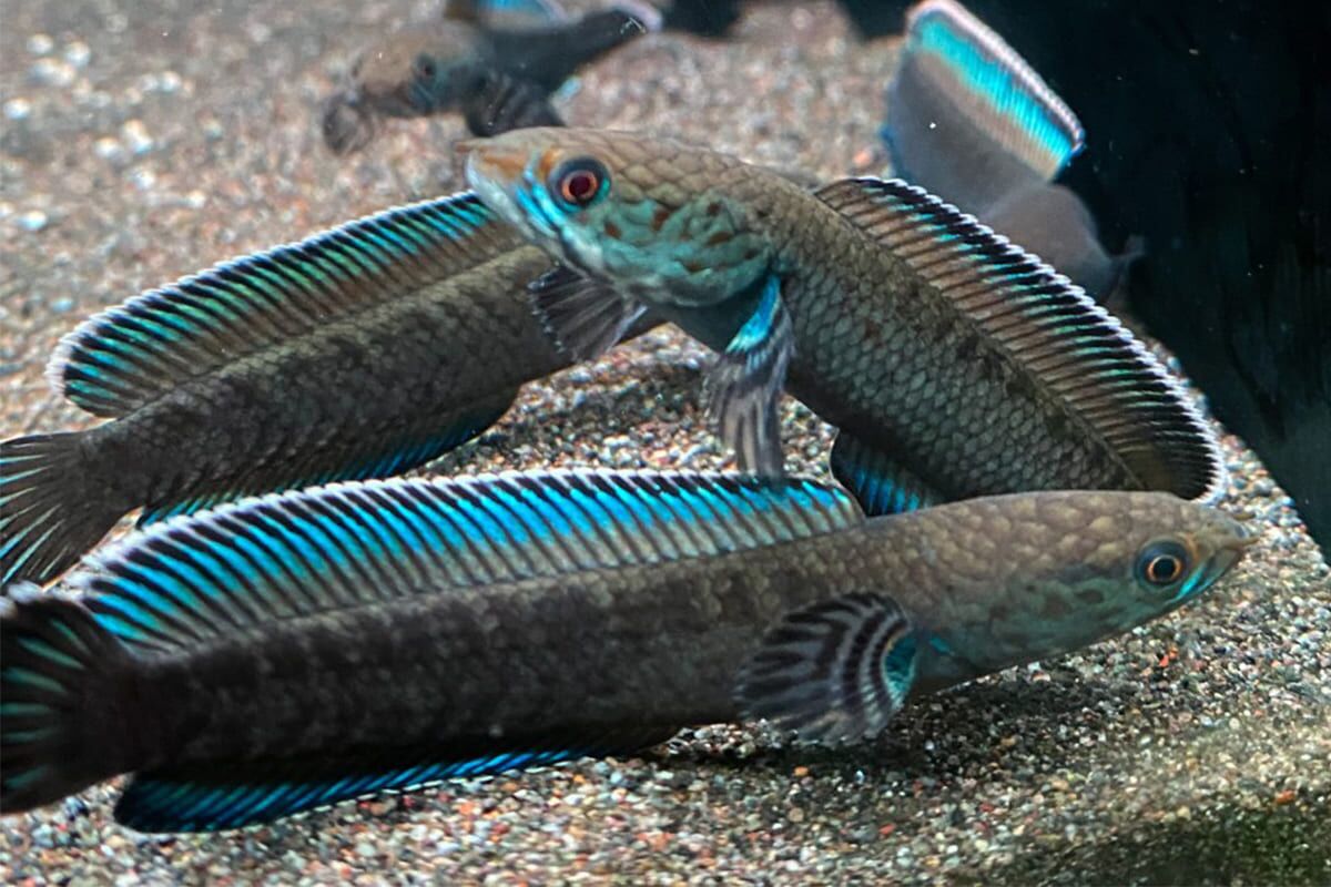 Cá Lóc vây xanh có màu sắc khá bắt mắt