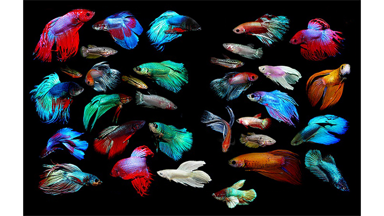 Cách nuôi cá bảy màu đẹp ít bị bệnh hiệu quả nhất 2023 - Chăm Sóc Thú Cưng
