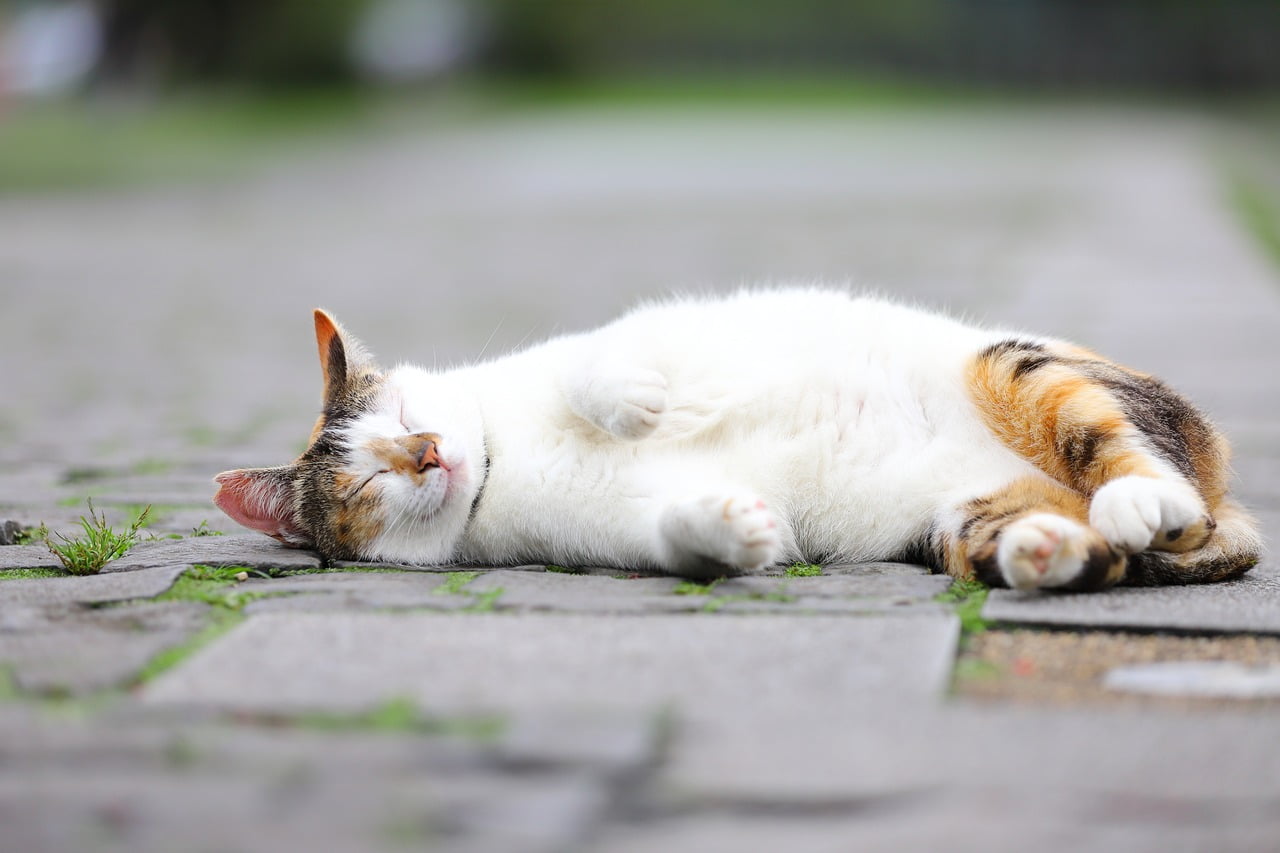 Mèo Đang Ngủ Ngoài Trời Tabby - Ảnh miễn phí trên Pixabay - Pixabay