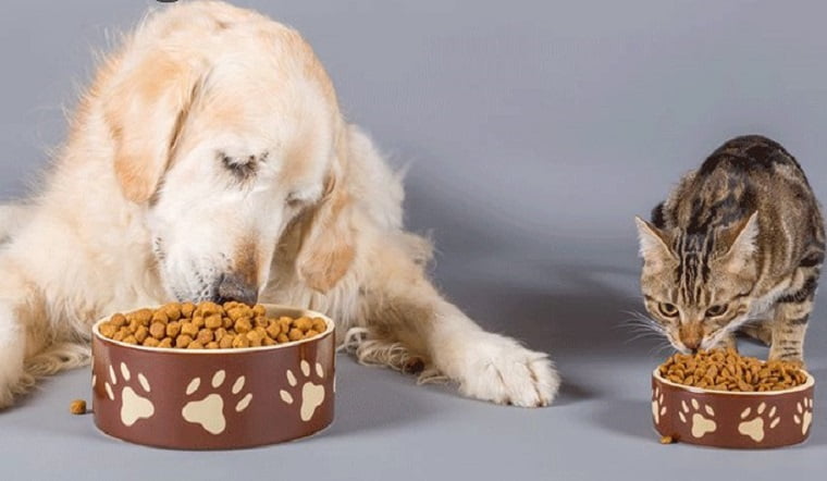 Chó có ăn được thức ăn cho mèo không?