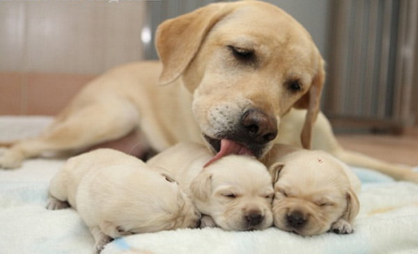 Các nguyên nhân tử vong trên chó con, chó sơ sinh - VietDVM | Trang thông  tin kiến thức Chăn nuôi UY TÍN