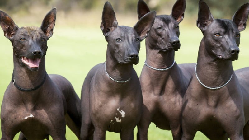 Chó Xoloitzcuintle có nguồn gốc, đặc điểm, cách nuôi, giá bán thế nào?