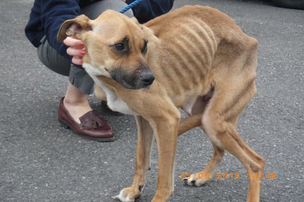 Chú chó biến thành “xác ướp” vì bị chủ tàn nhẫn bỏ đói