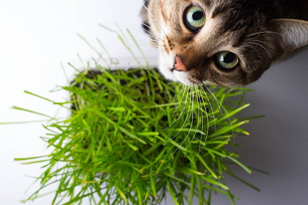 cỏ cho mèo