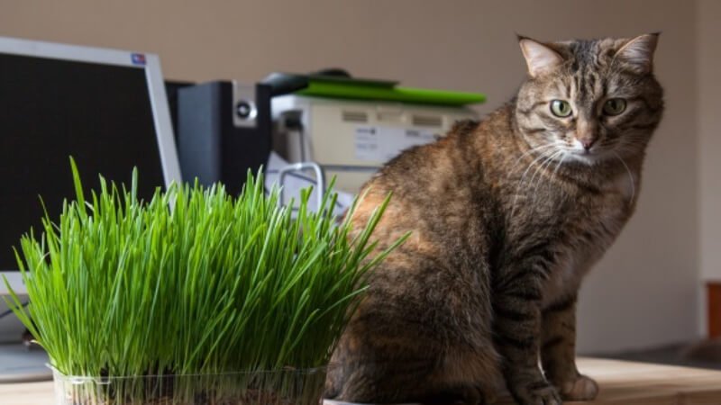 Cỏ mèo là gì? Tác dụng của cỏ mèo?