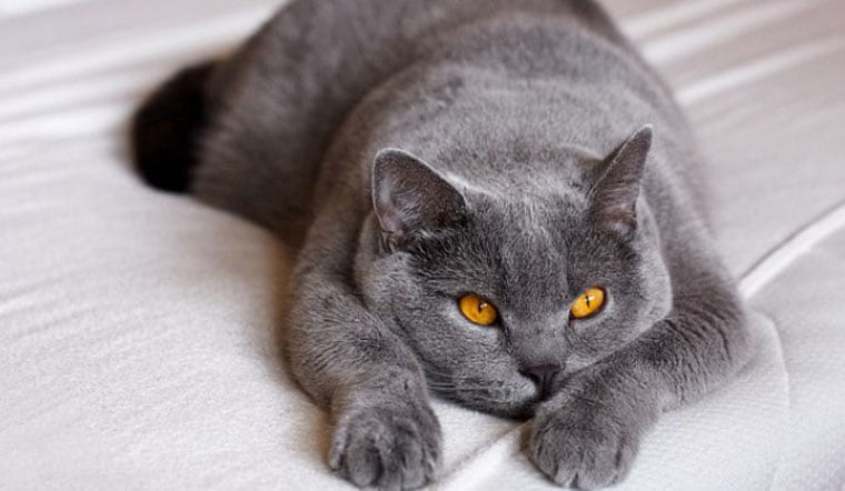 Mèo Anh lông ngắn: Nguồn gốc, đặc điểm, cách nuôi, giá bán