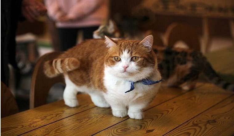 Cẩm nang mèo Munchkin: Nguồn gốc, đặc điểm, cách nuôi, giá bán