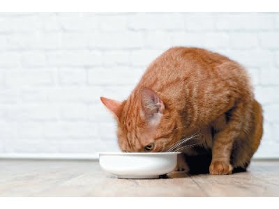 Khẩu phần ăn khoa học cho mèo con