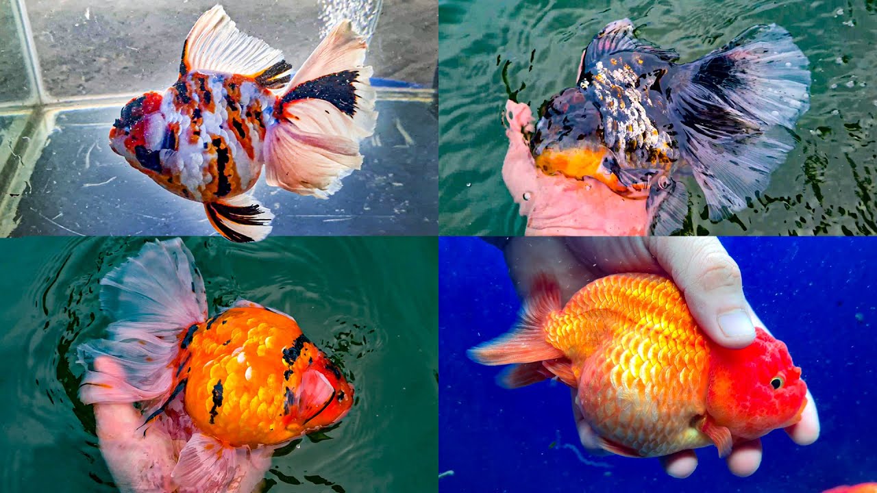 Cá 3 đuôi 40.000.000/con | Exotic Goldfish from Mr Lam's Goldfish Farm -  YouTube