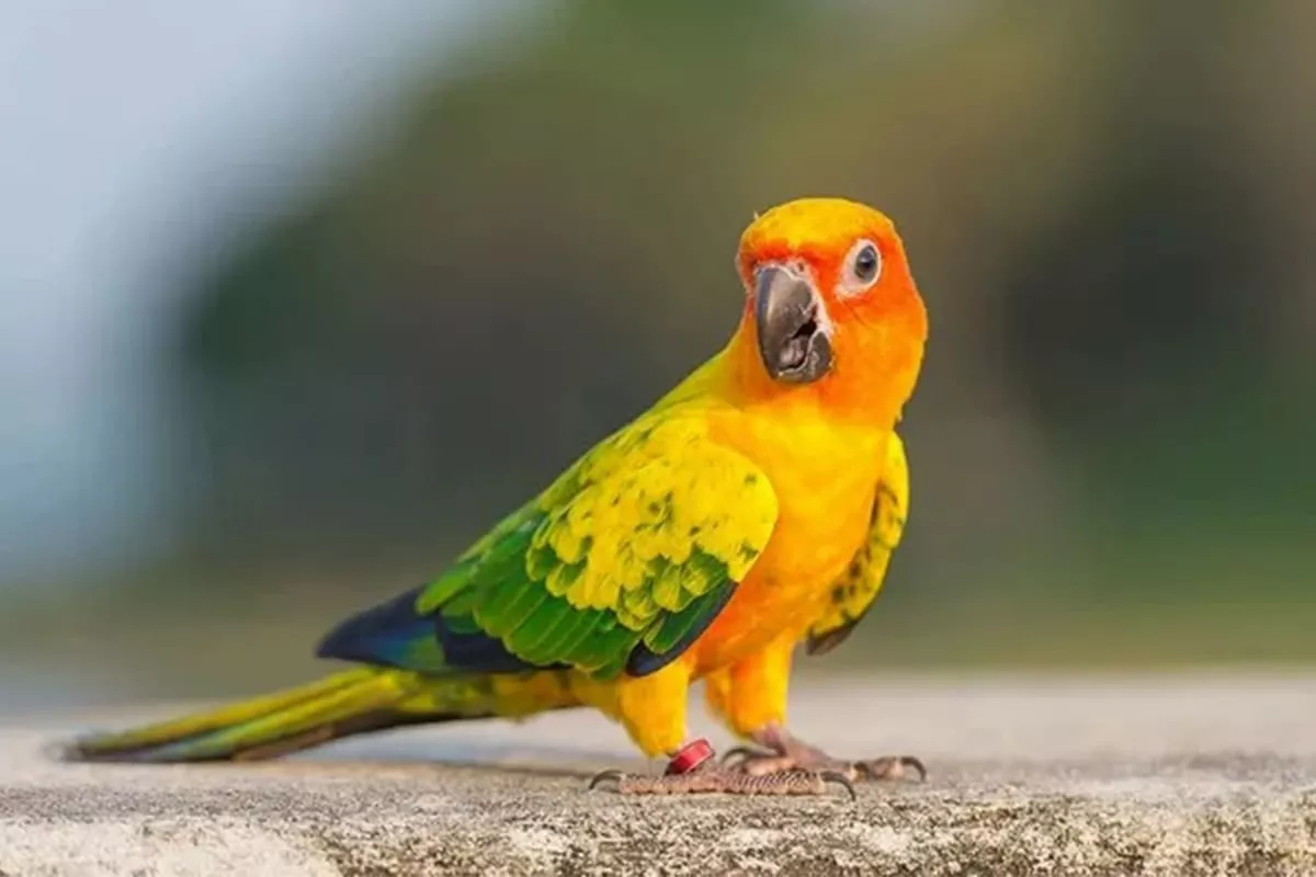 Vẹt Sun Conure - loài Vẹt được mệnh danh “ chú hề của thế giới”