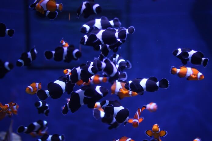 Hiện này có cá hề Nemo nước ngọt không?