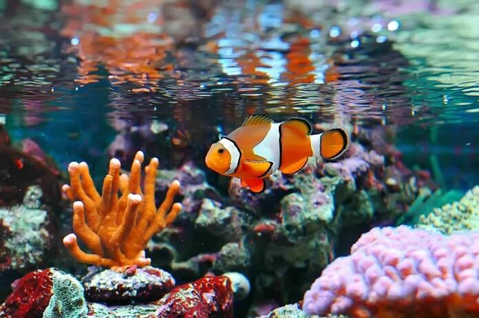 Cá hề Nemo là cá gì?