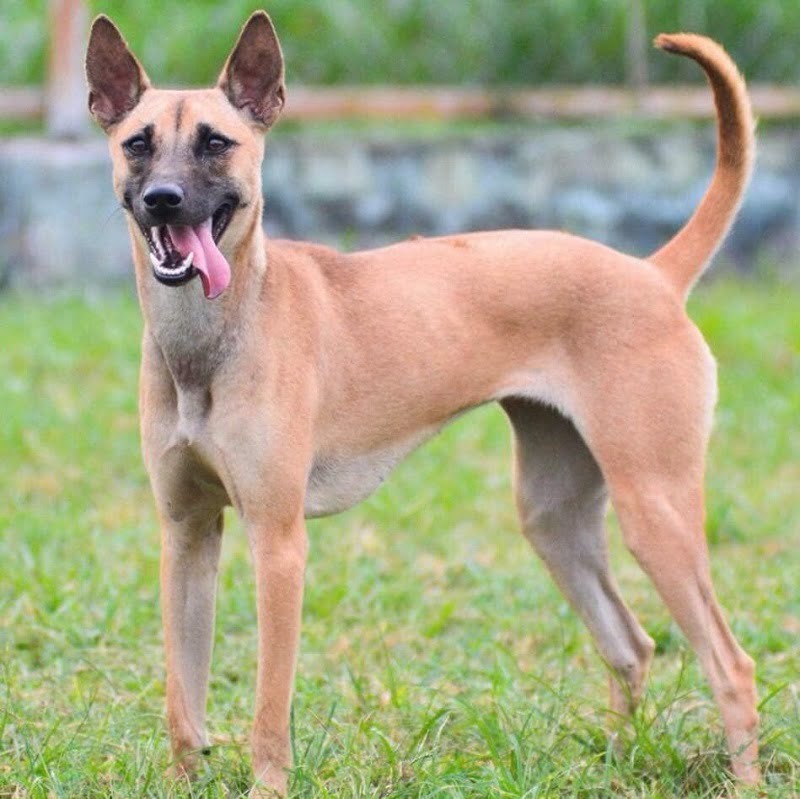 Chó Phú Quốc vàng: Điểm qua 7 màu lông nổi bật nhất