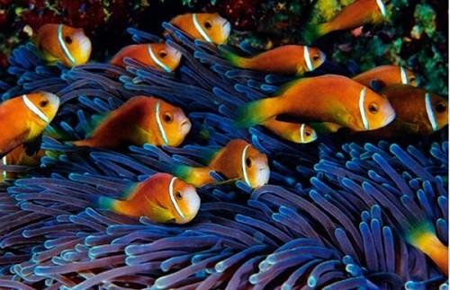 Tập tính của cá hề Nemo