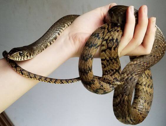 155+ hình ảnh rắn hổ trâu đẹp rực rỡ và siêu to khổng lồ - ALONGWALKER