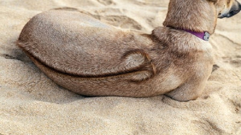 Tìm hiểu về chó Phú Quốc: Nguồn gốc, đặc điểm, cách nuôi, giá bán