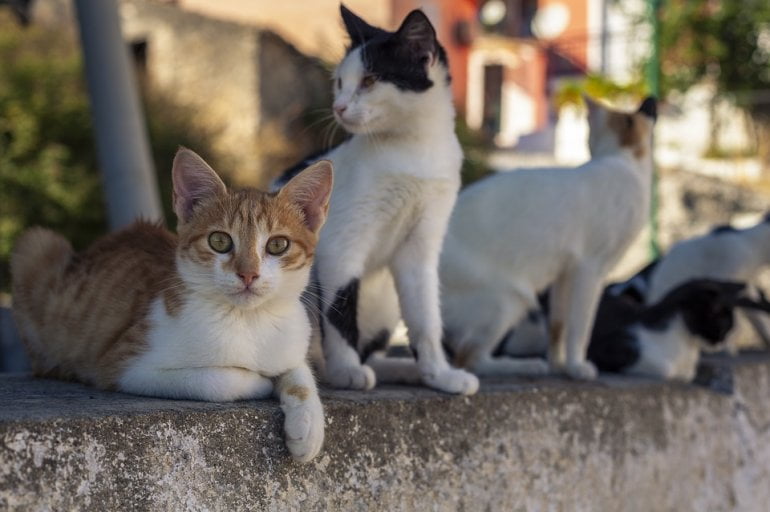 Italy cảnh báo loài mèo nuôi nhiễm virus hiếm gặp gây bệnh dại | Sức khỏe | Vietnam+ (VietnamPlus)