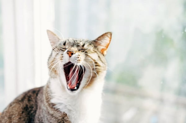 Mèo bị khàn tiếng | Nguyên nhân và cách khắc phục hiệu quả
