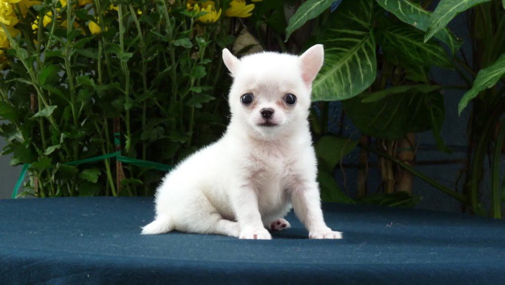 Giá chó Chihuahua trên thị trường