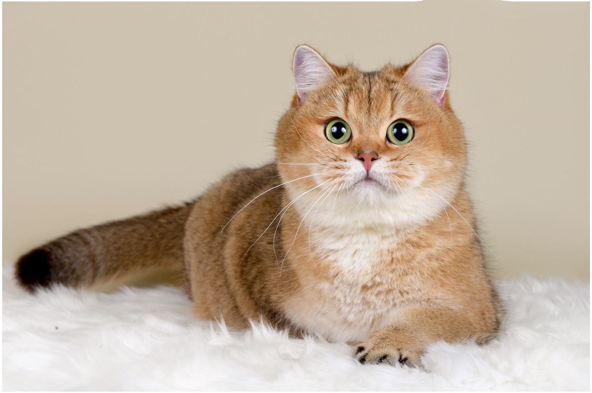 Mèo Golden - Đặc điểm của mèo Anh lông ngắn mũm mĩm đáng yêu