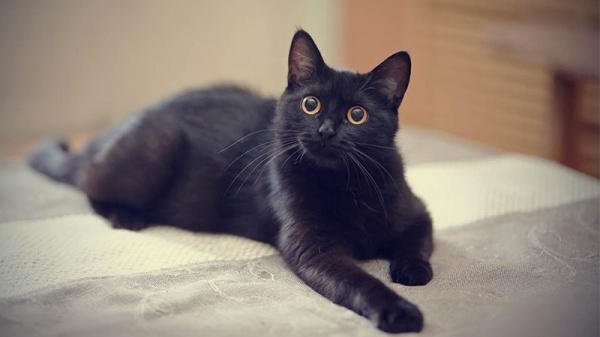 Nuôi mèo đen có tốt không? Có nên nuôi mèo đen trong nhà không?