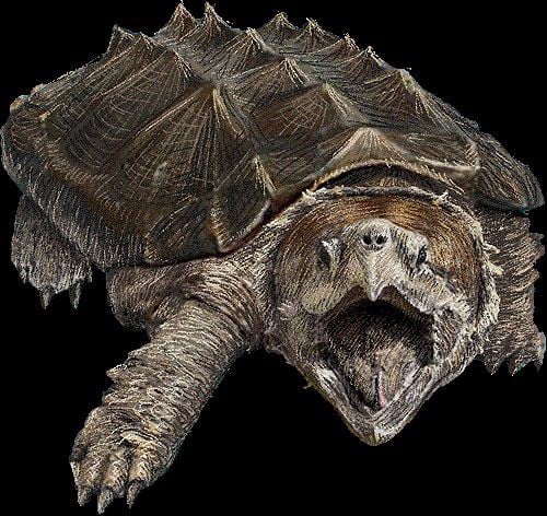 cách chăm sóc rùa cá sấu - Alligator snapping turtle – Xpet