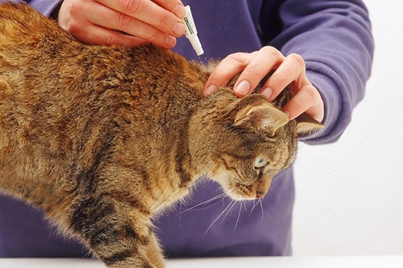 Các loại thuốc trị rận mèo hiệu quả trên thị trường và cách sử dụng