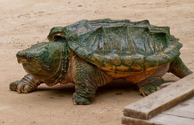 Rùa cá sấu – Wikipedia tiếng Việt