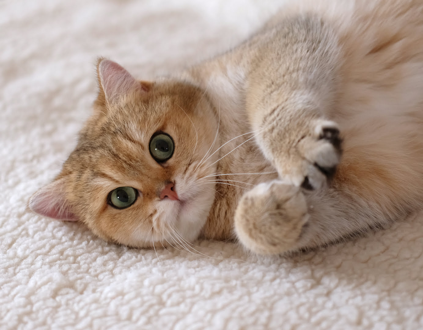Mèo Golden - Đặc điểm của mèo Anh lông ngắn mũm mĩm đáng yêu