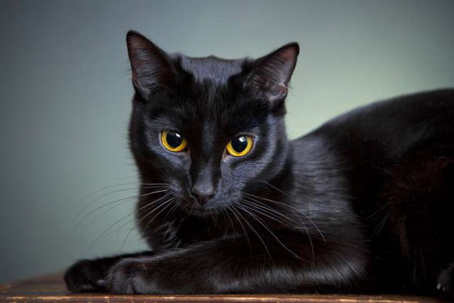 Mèo đen có thực mang đến vận đen? Hãy đọc bài này để thấy yên tâm hơn nhé