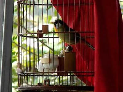 Kinh nghiệm chăm sóc chim ngũ sắc khỏe mạnh dành cho người mới nuôi - Chăm vật nuôi | Suckhoecuocsong.com.vn