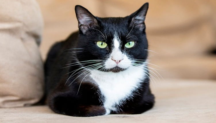 Mèo Tuxedo - chú mèo bảnh bao với 