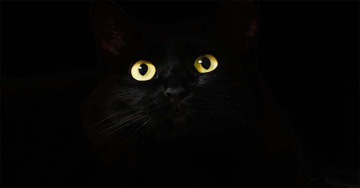 Mèo có thể nhìn trong bóng tối không? Vì sao mắt mèo phát sáng? – Pet's Home