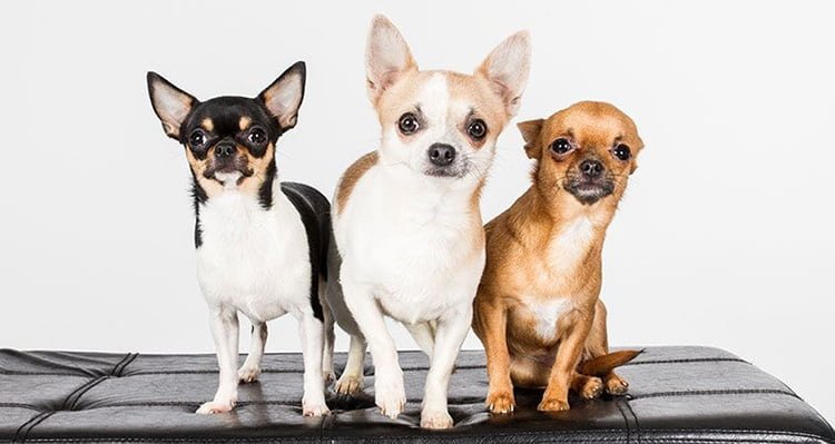 Chó Chihuahua giá bao nhiêu? 