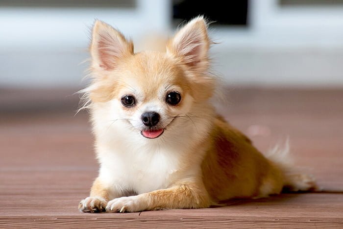 Chó Chihuahua giá bao nhiêu? Cần lưu ý gì khi mua?