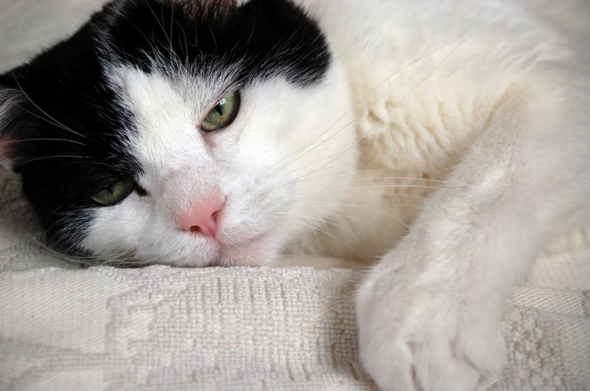 Tại sao mèo bị giảm bạch cầu? - Lifepet