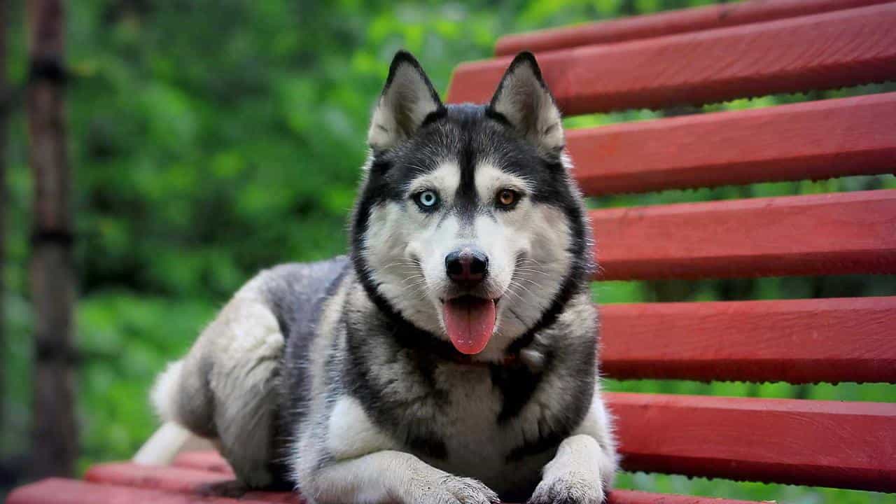 Cách nhận biết chó Husky thuần chủng cho người không có kinh nghiệm!