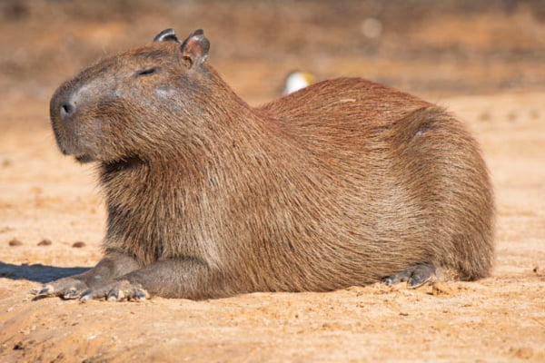 capybara than thien