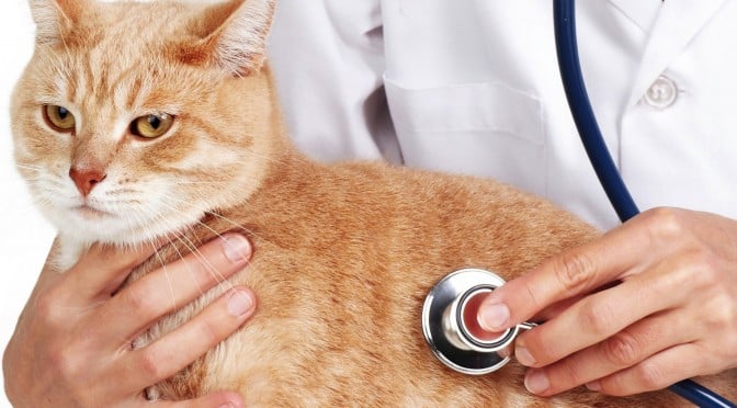Đưa mèo đến bác sĩ thú y- Lần đầu làm chuyện ấy - Thú cảnh