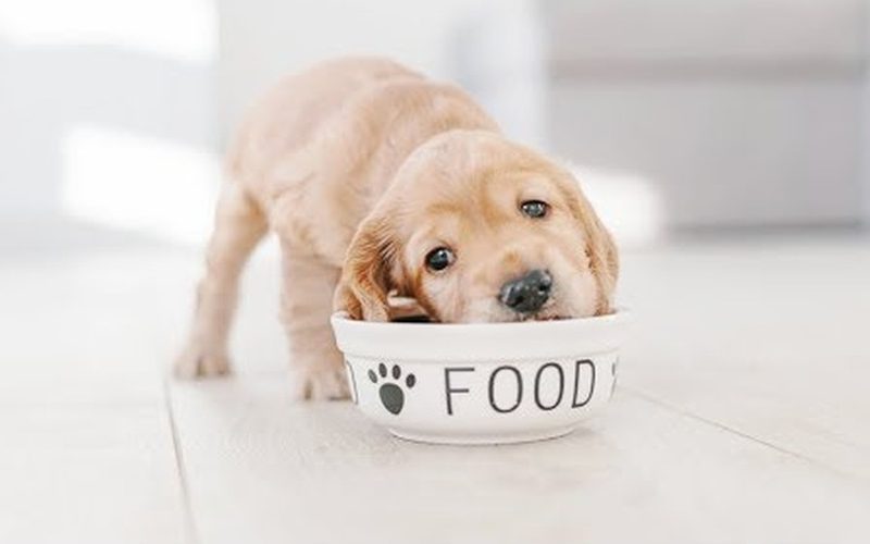 Điều nên biết về chế độ dinh dưỡng cho chó con - Thú cảnh