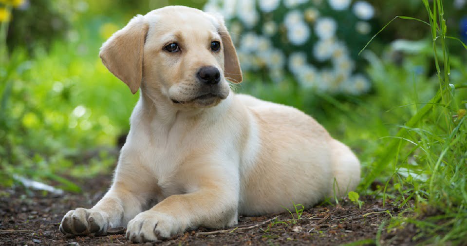 Giống chó Labrador: Đặc điểm, giá bán, cách chăm sóc và địa chỉ mua uy tín