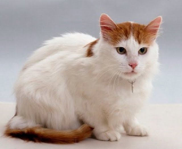 Mèo Turkish Van Thổ Nhĩ Kỳ với vẻ đẹp bao người mê mẩn