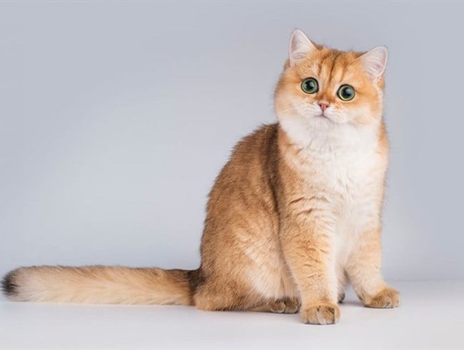 Mèo Golden - Thông tin, đặc điểm của loài mèo này