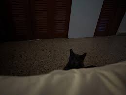 Mèo có thể nhìn thấy trong bóng tối?