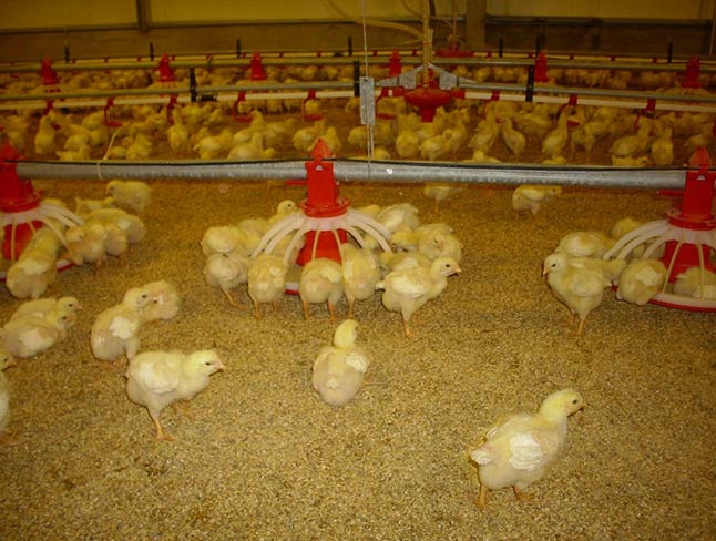 Úm gà con từ ngày 01 đến ngày 21 đúng quy trình, kỹ thuật chăn nuôi